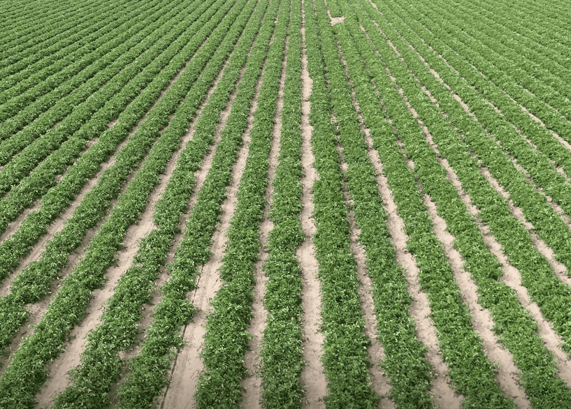 Aerial Photography Data of Deling Mountain Mechanized Harvesting Area